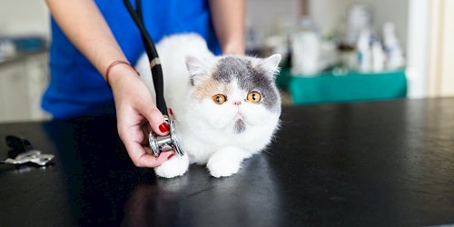 Cat Vet in Dallas, TX