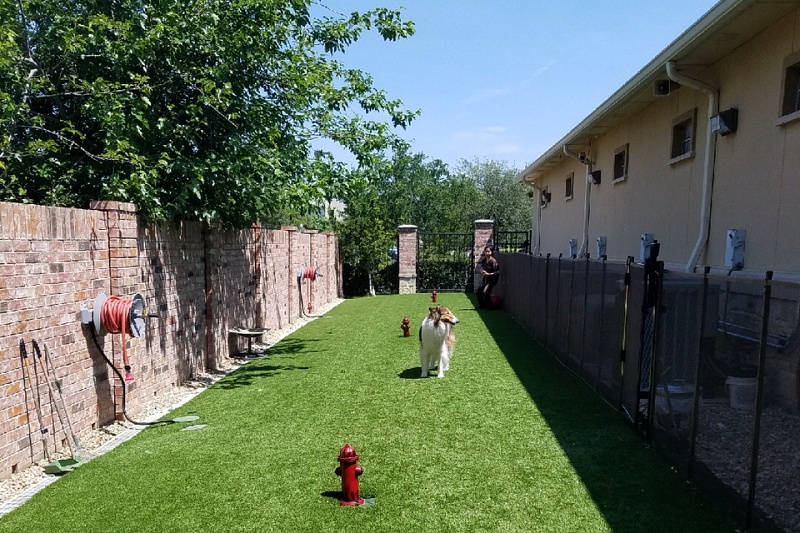 Dog & Cat Boarding in Dallas, TX